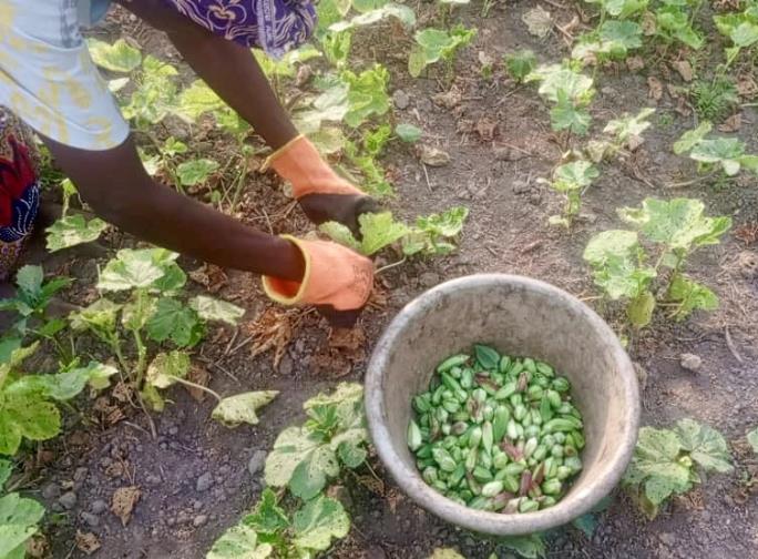 De oogst van de okra wordt binnengehaal